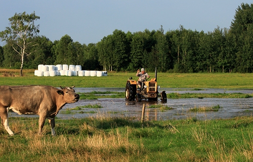 nie zawsze wesoe jest ycie rolnika-wszystko zaley od pogody...