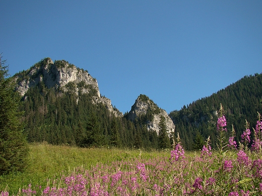 Dolina Kocieliska. Tatry