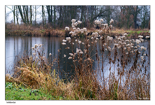 Walewice - park przy Paacu Walewskich