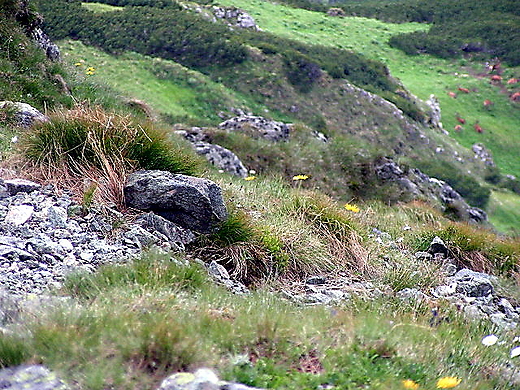 Ukryte kozice. Tatry