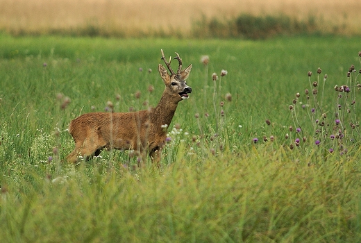 abuki. Szczekajcy kozio