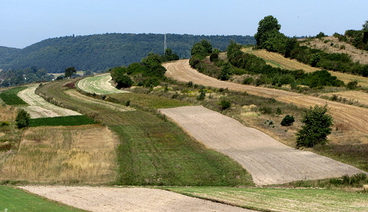sierpniowe pola 2