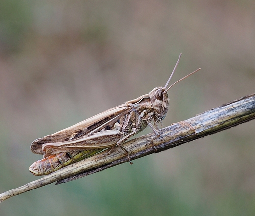 Przedstawiciel szaraczowatych