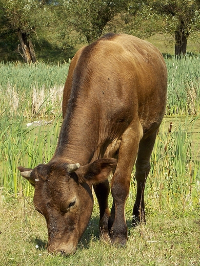 Szczypiorno. Nad Wkr.