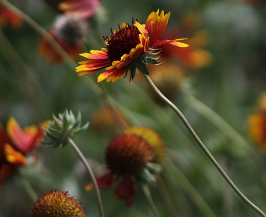 Wiatr w rudbekiach