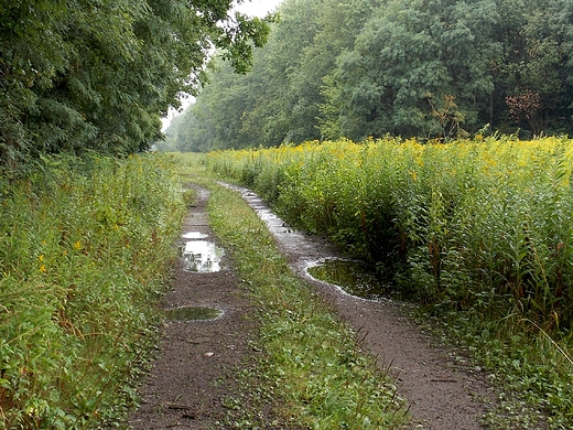 Kosewko. Droga przez las.