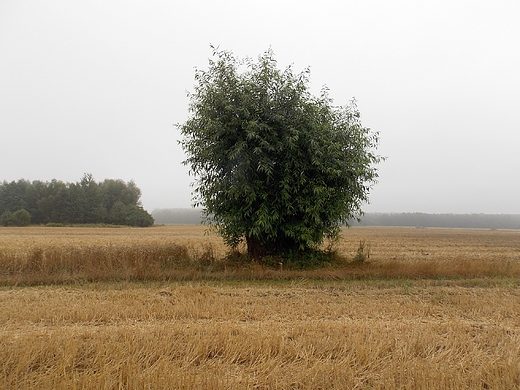 Szczypiorno. Wierzba na polu w sierpniowej mgle.