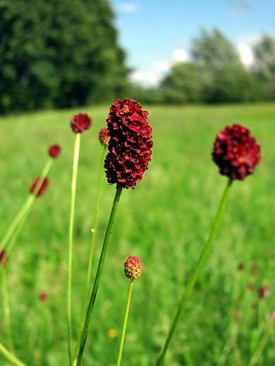 Sanguisorba officinalis