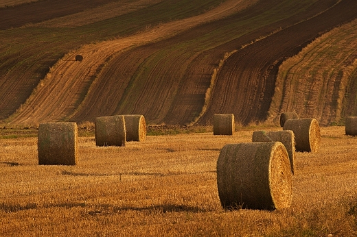 Grabowiec Gra. Zrolowane, zaorane