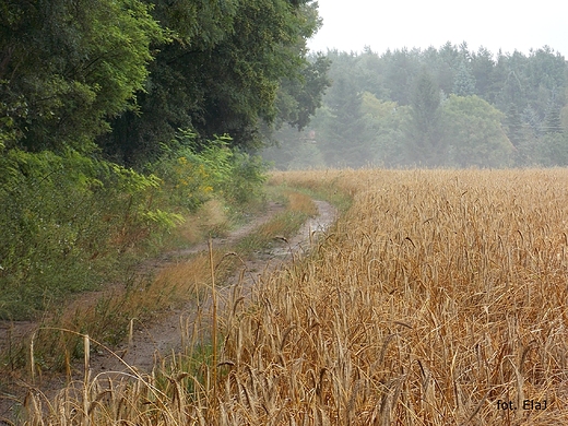 Kosewko. Deszczowy spacer.