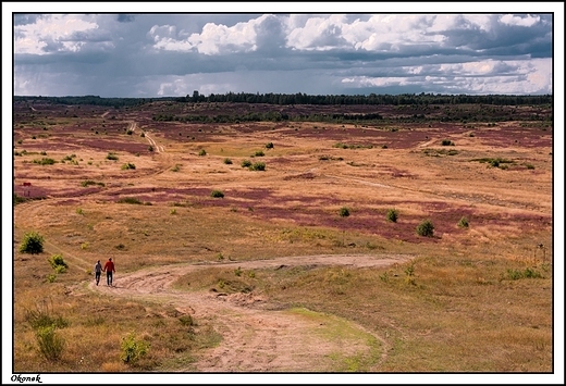 Okonek - rezerwat przyrody Wrzosowiska w Okonku_ widok na wrzosowiska z punktu obserwacyjnego...