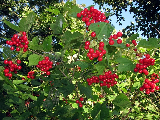 Viburnum opulus Kalina koralowa