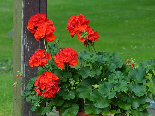 Pelargonie w altance.