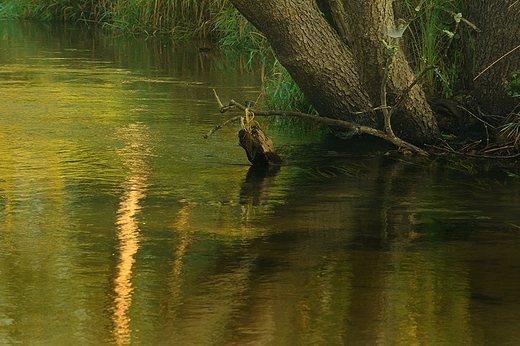 Rzeki Roztocza. Wieprz w okolicy Guciowa