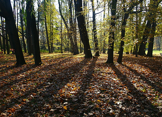 ywiec. Stary drzewostan w parku