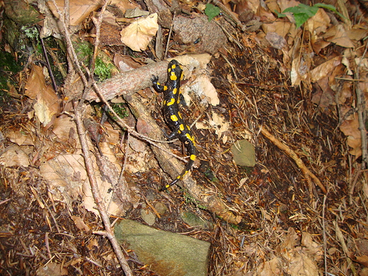 Salamandra plamista-napotkana na szlaku na Wielk Racz