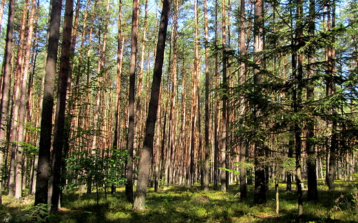 na grzybach