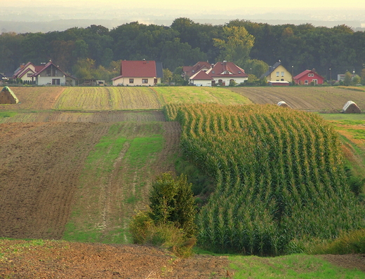 Wrzesie na polach