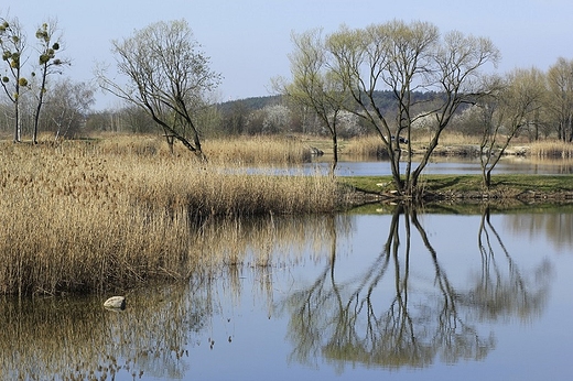 staw niedaleko Krapkowic