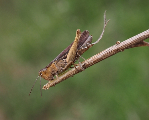 Przedstawiciel szaraczowatych