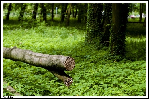 Owiska - klasycystyczny paac rodziny von Treskow _ przypaacowy park krajobrazowy