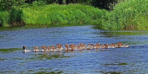 Wkra, przedszkole nurogsi.