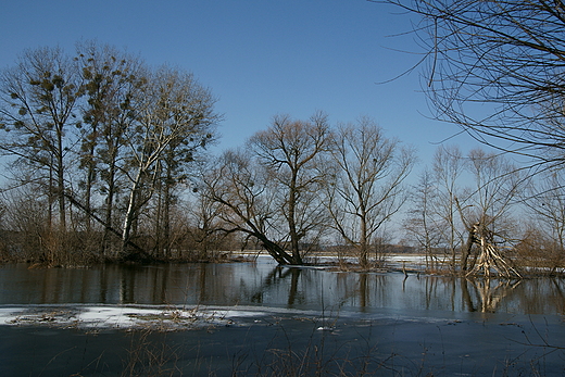 Wiosenne rozlewiska Bzury - okolice Brochowa