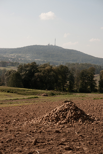 Jeleniw. Wykopki