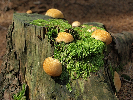 Drobnoporek sproszkowany