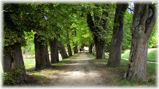 Rowerem po Kaszubach- zamek w Krokowej- park