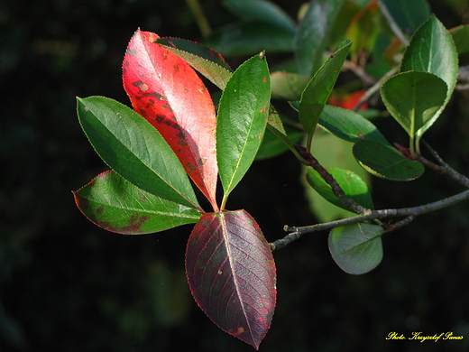 Aronia w jesiennych farbach.