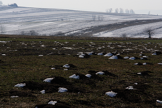 Bodzentyn - zimowe pola