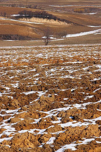 Lessowe pola. Szerzawy