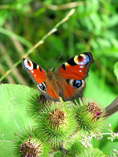 Oset i motyl