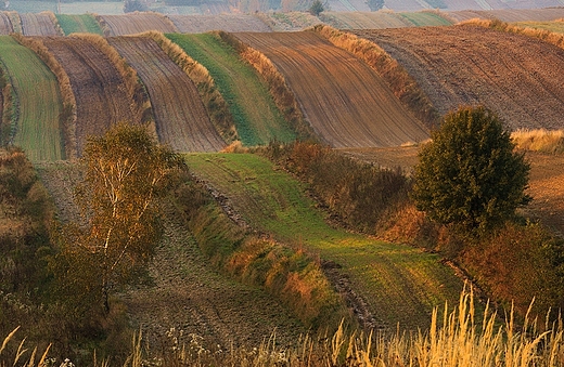 Krajobrazy Roztocza. Antoniwka. Poranek