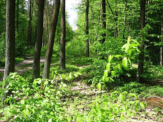 Pionki - Puszcza Kozienicka