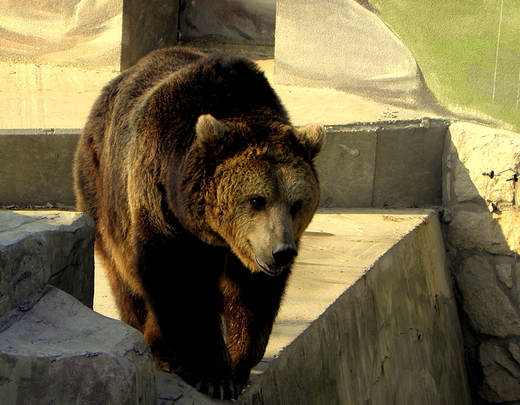 niedwied z zamojskiego zoo