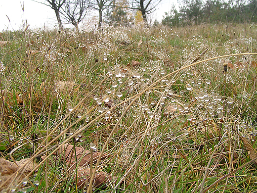 Rosa na trawie. utowiec