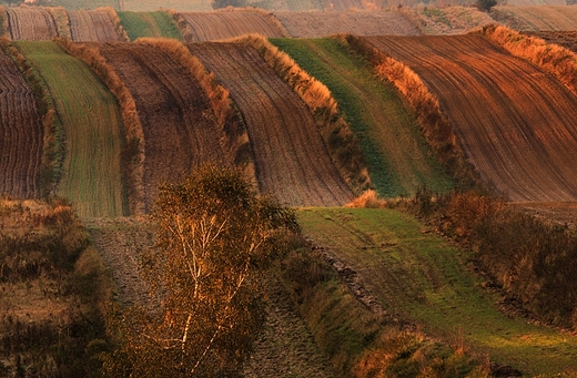 Roztocze, Antoniwka. Zoto poranka