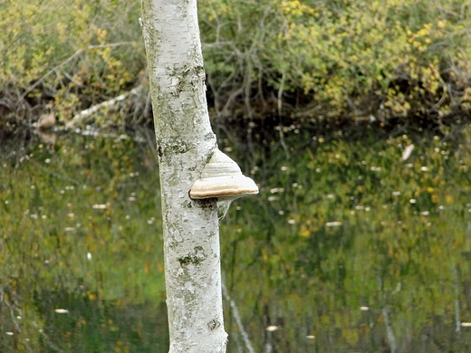 Macierowe Bagno