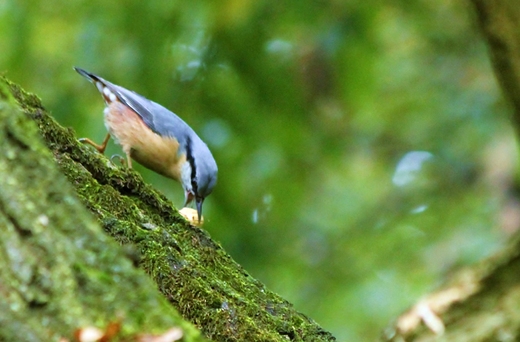 Zapracowany Kowalik