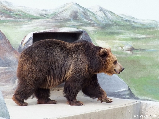 Niedwied jeszcze nie zapad w sen zimowy - ZOO w Zamociu