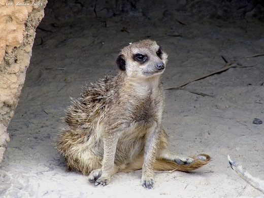 Troch zdenerwowana i czujna surykatka - ZOO w Zamociu