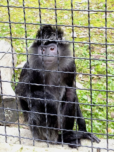 Zamylona mapka - ZOO w Zamociu