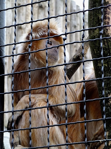 Zamylona mapka - ZOO w Zamociu