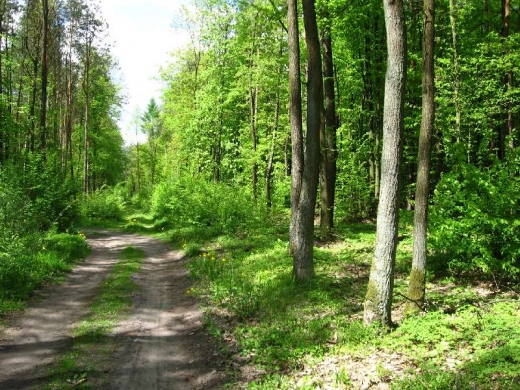 Pionki - Puszcza Kozienicka