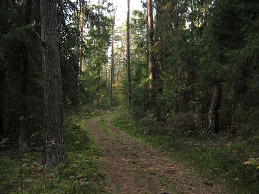 Pionki - Puszcza Kozienicka