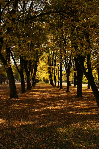 Jesienny spacer w parku Chorzowskim