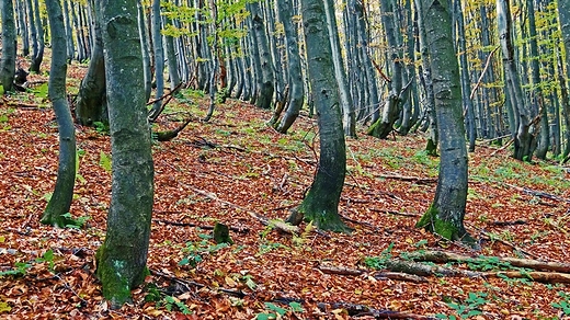 Bukowy las