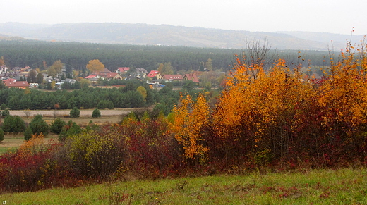 w Zwierzycu